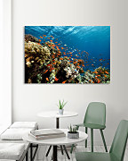 Obraz Koralový útes zs1130